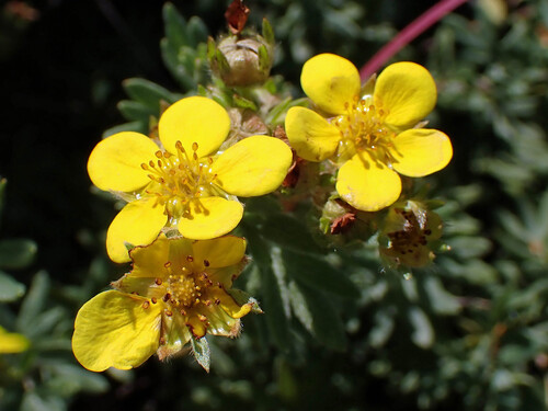 shrubby cinquefoil