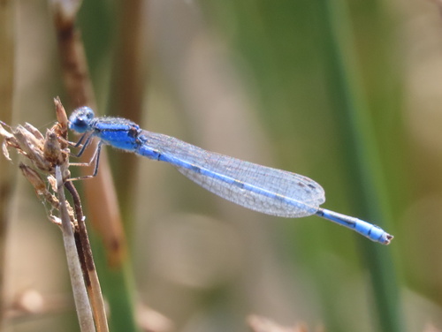 Familiar Bluet