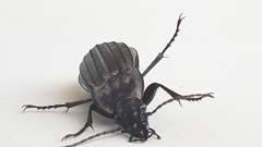 Carabus melancholicus