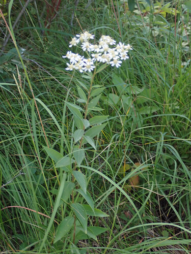 flat-top white aster