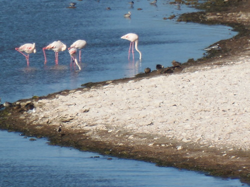 iNaturalist: (c) andrewm77, some rights reserved (CC BY-NC) iNaturalist image
