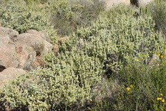 Ambrosia chenopodiifolia