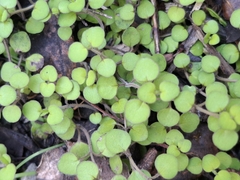 Mentha cunninghamii