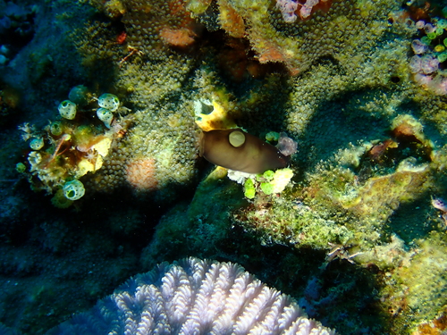 Stylocoeniella armata observed 2026-08-02