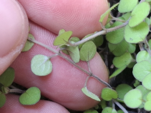 Mentha cunninghamii, photograph 1