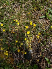 Potentilla aurea