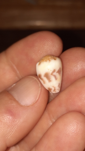 Conus sponsalis observed 2026-08-23
