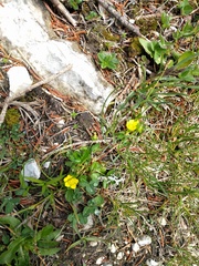 Potentilla aurea
