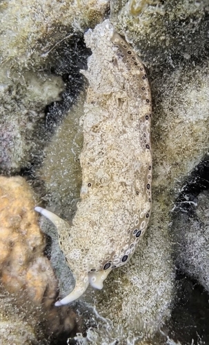 Plakobranchus ocellatus observed 2026-07-24