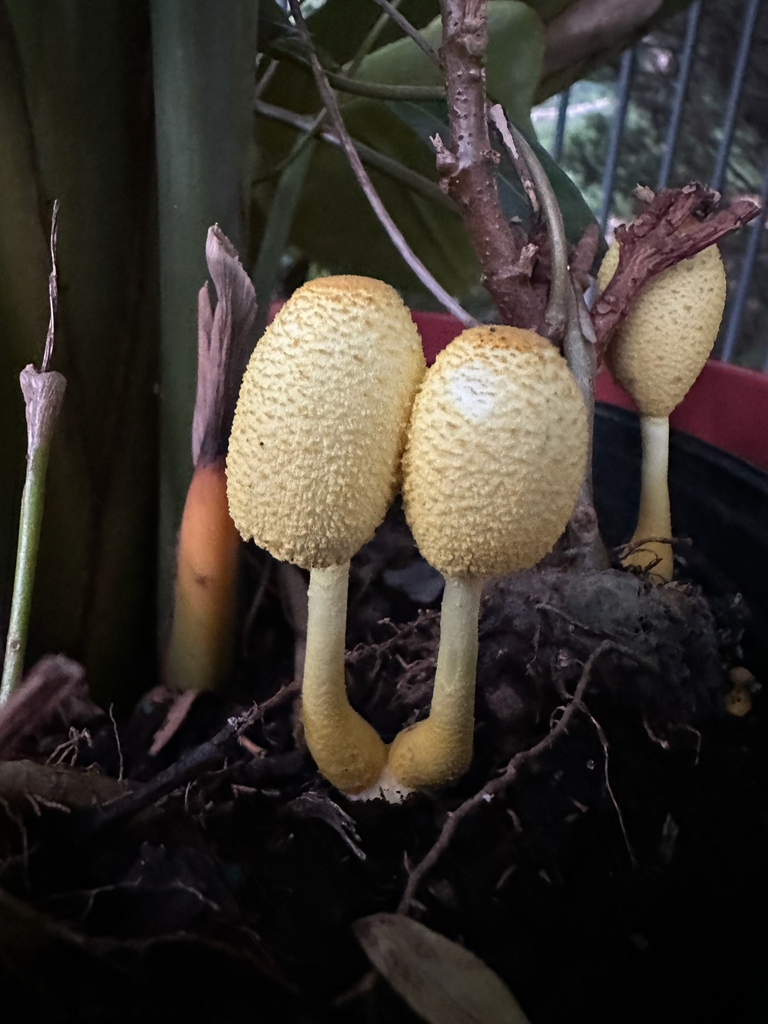 flowerpot parasol · August 2026 · photo: Photo: no rights reserved · iNaturalist