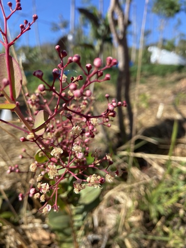 Myrcia guianensis observed 2026-08-18