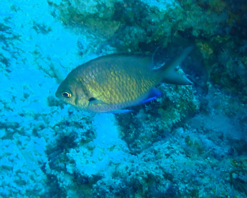 Chromis alpha observed 2026-08-02