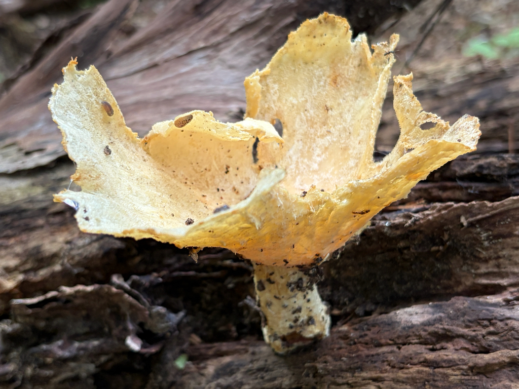 Lynx Paw Oyster · August 2026 · photo: Photo: no rights reserved · iNaturalist