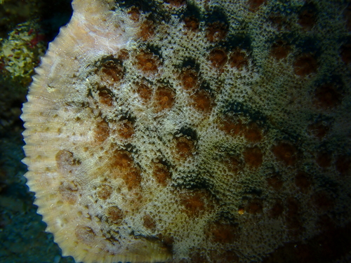 Oxypora lacera observed 2026-08-02