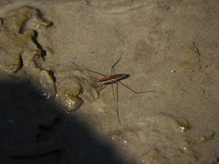 Limnoporus rufoscutellatus