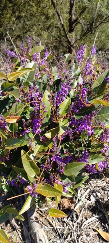 False Sarsaparilla
