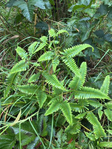 Dicranopteris linearis observed 2026-08-19