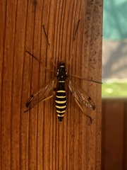 Ctenophora flaveolata