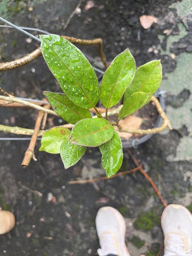 Parsonsia alboflavescens observed 2026-08-23