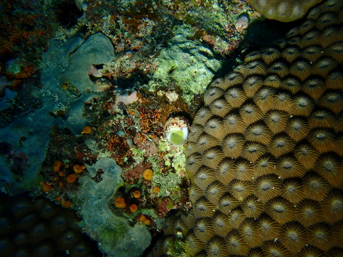 Diploastrea heliopora