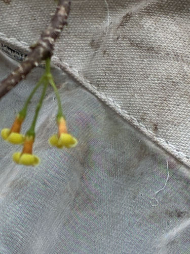 Alyxia stellata observed 2026-08-20