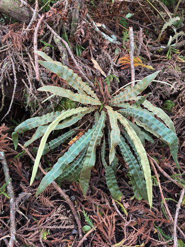 Elaphoglossum paleaceum observed 2026-08-21