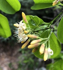 Strychnos angustiflora