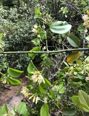 Strychnos angustiflora