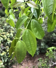 Strychnos angustiflora