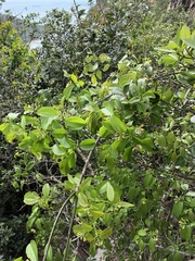 Strychnos angustiflora