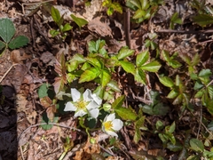 Fragaria vesca americana