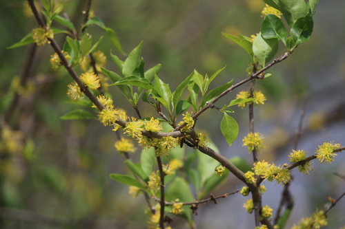 Eastern swampprivet (Forestiera acuminata)