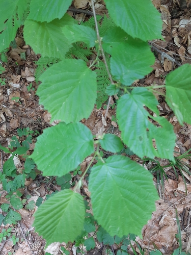 Lješnjak (Corylus avellana)