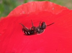 Lasioglossum sexnotatum