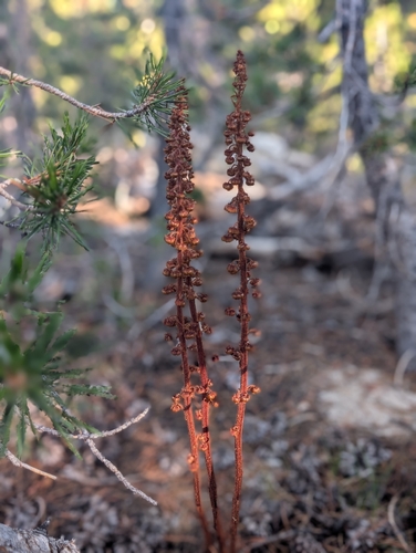 woodland pinedrops