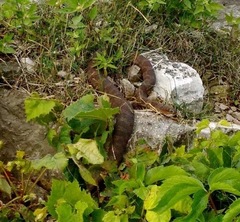 Nerodia sipedon insularum