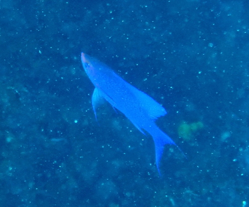 Pseudanthias pascalus observed 2026-08-02