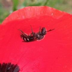 Lasioglossum sexnotatum