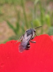 Lasioglossum sexnotatum