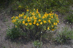 Senna arnottiana