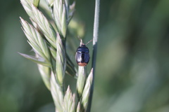 Legnotus limbosus