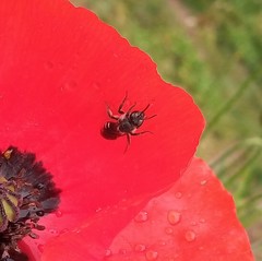 Lasioglossum sexnotatum