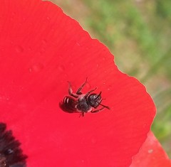 Lasioglossum sexnotatum