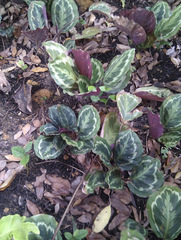 Goeppertia roseopicta