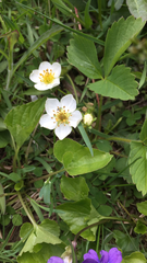 Fragaria viridis