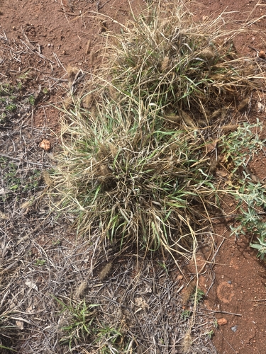 buffelgrass