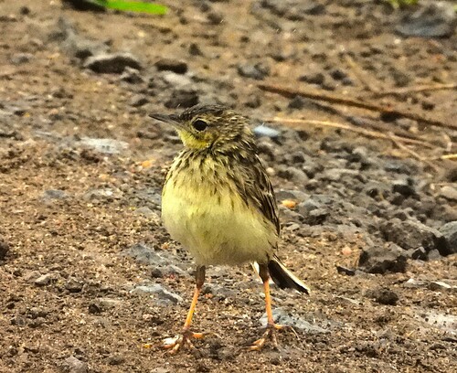 Yellowish Pipit