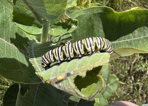 Monarch