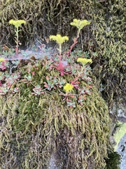 Sedum spathulifolium