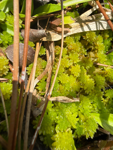 Sphagnum tenerum observed 2026-08-22